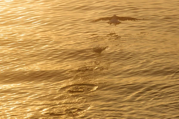 Möwe über dem Wasser bei Sonnenaufgang — Stockfoto