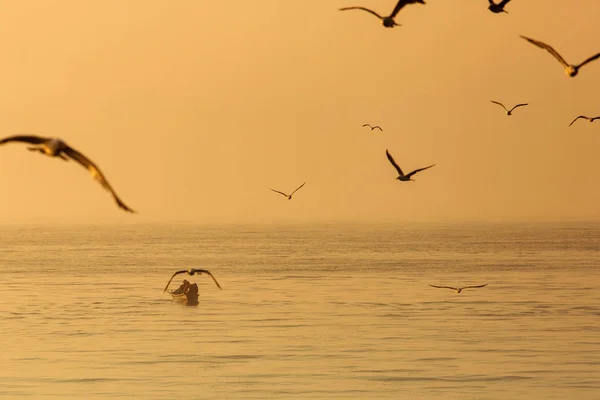 Seagull over the water on sunrise — Stock Photo, Image