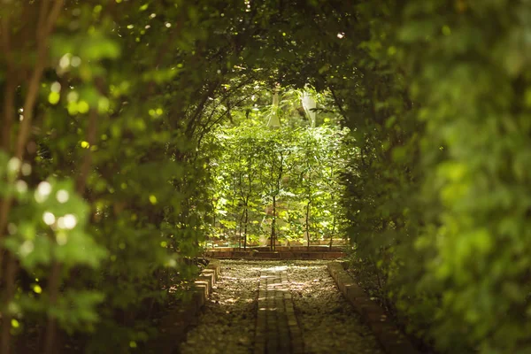 Arka plan ve kayalar sokakta ışıkla güzel yeşil tünel