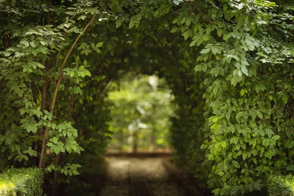 Krásný zelený tunel se světlem v pozadí a kameny uličce — Stock fotografie