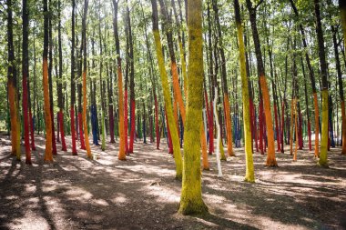 Bir ormandaki bir protesto farklı renklerle boyalı