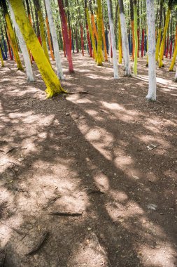 Bir ormandaki bir protesto farklı renklerle boyalı