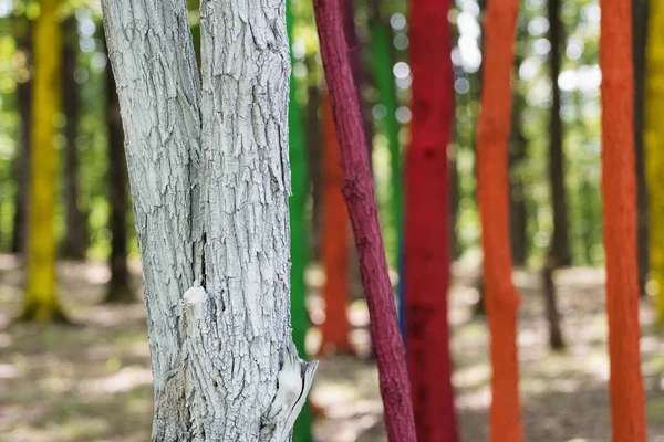 Trees in a forest painted with different colours as a protest of — Stock Photo, Image