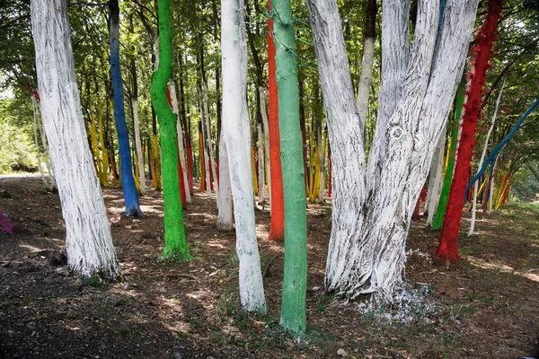 Drzewa w lesie, malowane z różnych kolorach w ramach protestu przeciwko — Zdjęcie stockowe