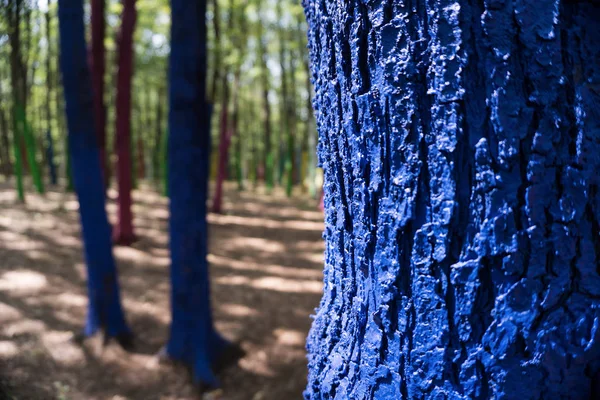 Alberi in una foresta dipinta con colori diversi in segno di protesta — Foto Stock