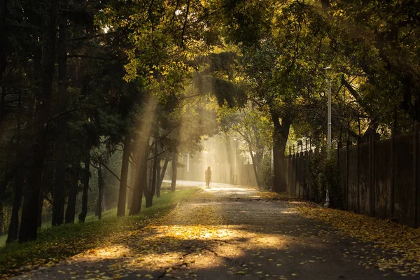 Donna che corre in un parco con bellissimi raggi di luce in autunno m — Foto Stock