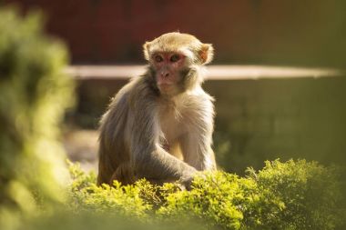 Katmandu, Nep maymun tapınakta denilen Budist tapınağında maymun