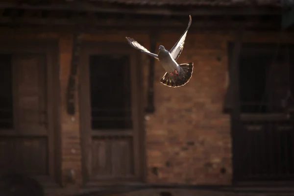 Περιστέρι που πετά σε μια πλατεία Durbar του Bhaktapur, Νεπάλ — Φωτογραφία Αρχείου