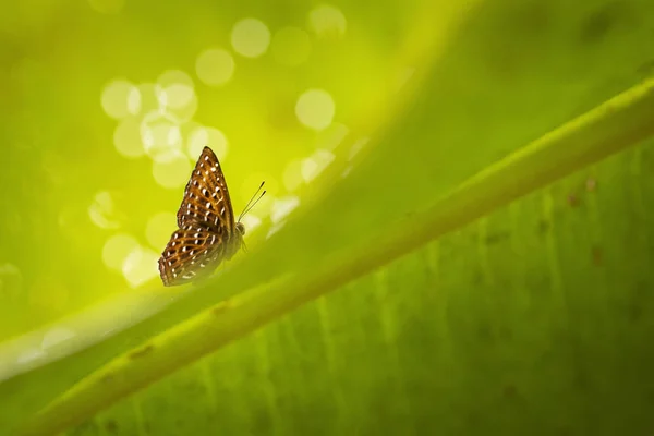 녹색 backgroun와 잎에 아름 답 고 화려한 나비 — 스톡 사진