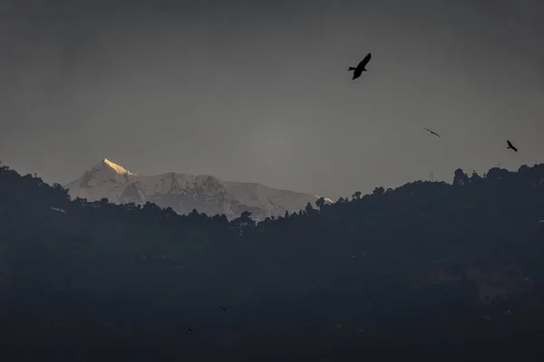 Arka planda Himalaya dağlarıyla uçan kartallar. Nepal. — Stok fotoğraf