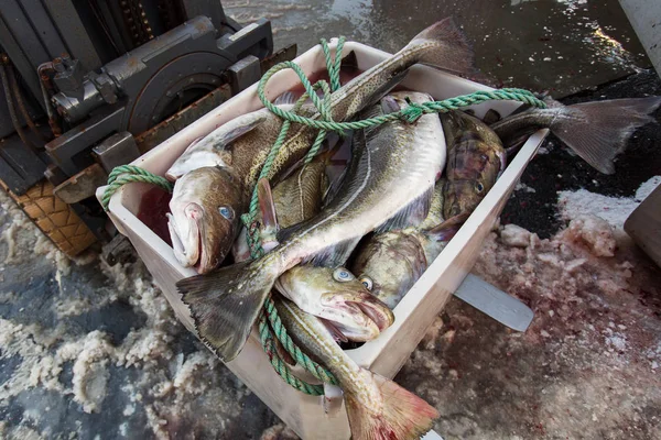 Stockfish (cod), process of stockfish cod drying during winter t — Stock Photo, Image