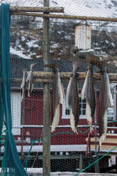 Stockfish (cod), process of stockfish cod drying during winter t — Stock Photo, Image