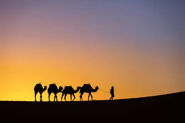 Silhouette di una carovana di cammelli all'alba nel deserto Sahara, Moroc — Foto Stock