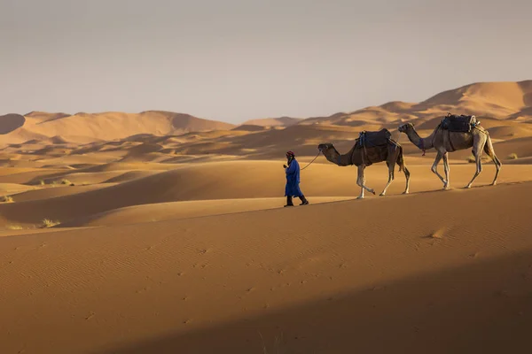 Camels karawana na deser Sahary z pięknymi wydmami w — Zdjęcie stockowe