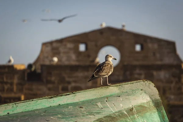 Чайки Essaouira на восходе солнца с красивым фоном . — стоковое фото