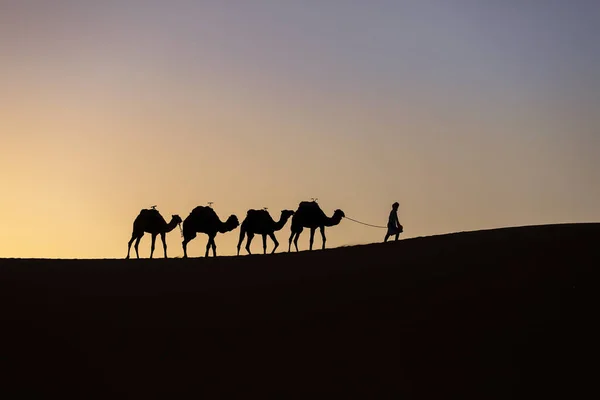 摩洛哥撒哈拉沙漠日出时骆驼大篷车的剪影 — 图库照片