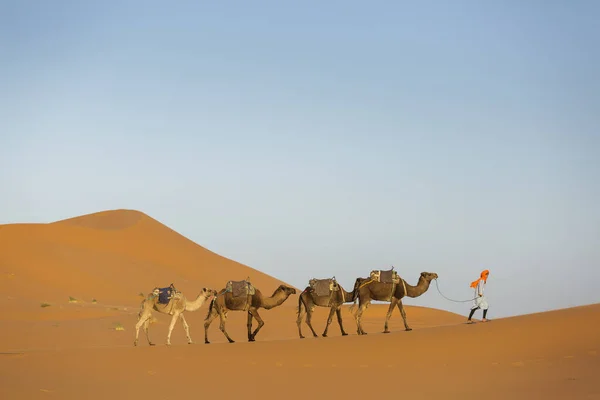 骆驼大篷车在撒哈拉沙漠的甜点与美丽的沙丘的背景 摩洛哥 — 图库照片