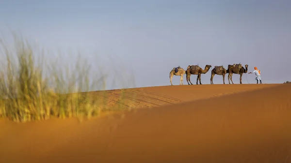 Caravane Chameaux Dans Dessert Sahara Avec Belles Dunes Arrière Plan — Photo