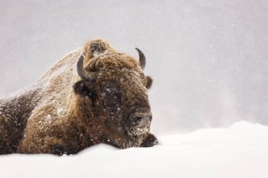 Bizon veya kış sezonu yaban öküzü orada yaşam. Güzel kar yağışı