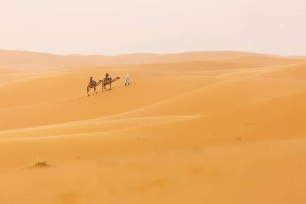 Camels Caravan Dessert Sahara Beautiful Dunes Background Morocco — Stock Photo, Image