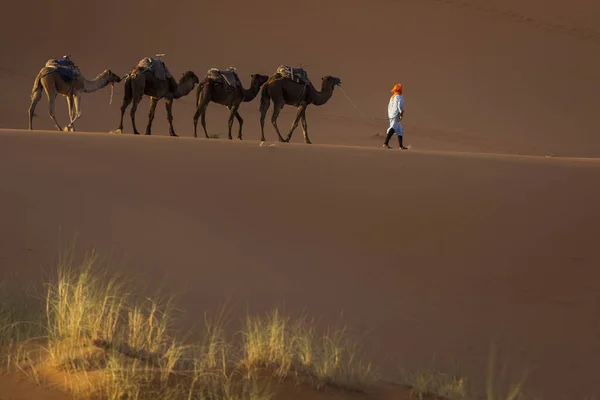 Camellos Caravana Postre Del Sahara Con Hermosas Dunas Fondo Marruecos — Foto de Stock