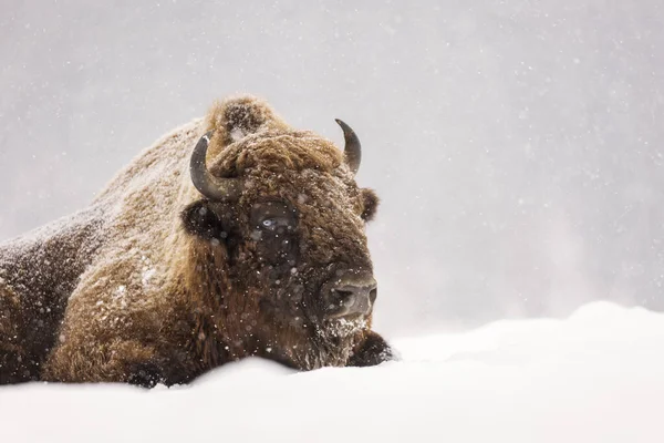 Bison Aurochs Winter Season Habitat Beautiful Snowing Royalty Free Stock Images