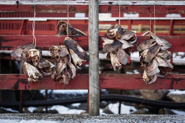 Stockfish Cabillaud Processus Séchage Des Stocks Cabillaud Pendant Hiver Sur — Photo