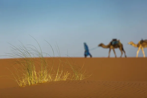 Camellos Caravana Postre Del Sahara Con Hermosas Dunas Fondo Marruecos — Foto de Stock