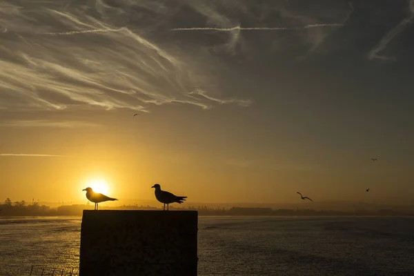 모로코의 도시이다 아름다운 배경에 비둘기들이 — 스톡 사진