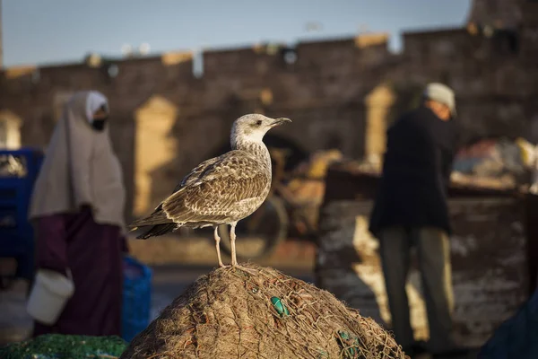 Möwen Der Essaouira Bei Sonnenaufgang Mit Menschen Hintergrund Marokko — Stockfoto