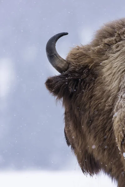 Bison Lub Żubrów Sezonie Zimowym Tam Siedliska Piękne Śnieg — Zdjęcie stockowe