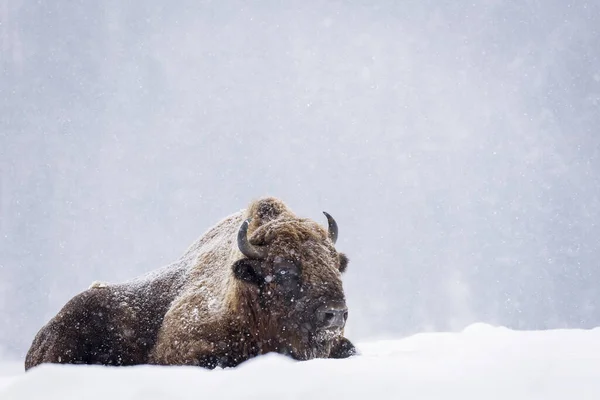 Bison Oeros Winterseizoen Hun Habitat Mooie Sneeuwt — Stockfoto