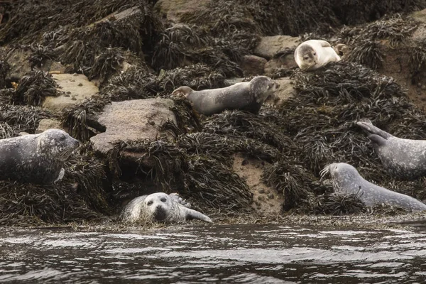 Шотландії Тюлень Порт Стоїть Великому Ліжечку Морських Водоростей Ліцензійні Стокові Зображення