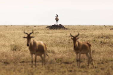 Impala safari sırasında Tanzanya 'daki Serengeti Milli Parkı' nda bir tarlada