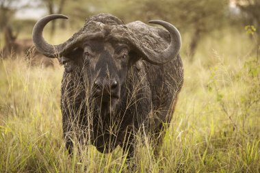 Safari sırasında Tanzanya 'daki Serengeti Milli Parkı' nda otlayan bir bufalo..