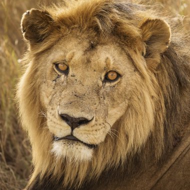 Safari sırasında Tanzanya 'daki Serengeti Milli Parkı' nda bir aslanın portresi