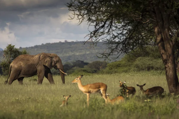 Elefante Caminando Safari Parque Nacional Tarangire Tanzania — Foto de Stock