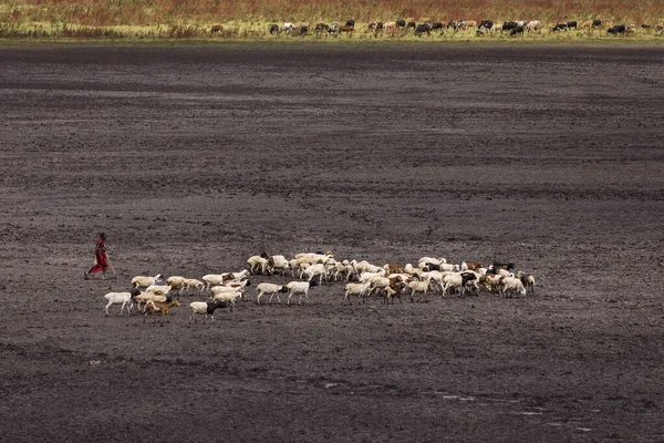 Ngorongoro Nationalpark Tanzania Den Juni 2019 Masai Med Getter Som — Stockfoto