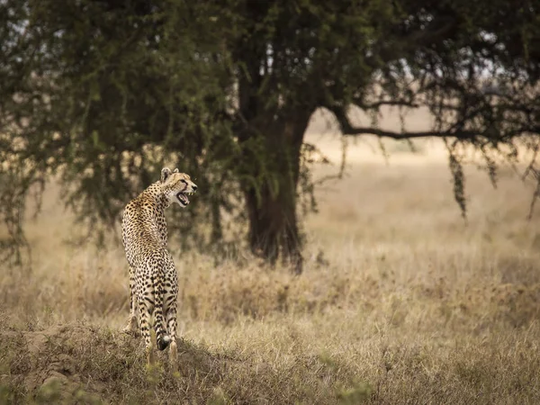 Cheetah Noemt Haar Welpen Serengeti National Park Tanzania Tijdens Safari — Stockfoto