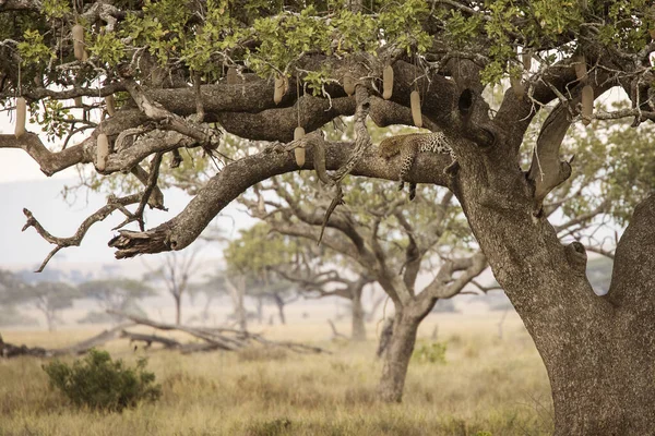 Lepard Reposant Dans Arbre Dans Parc National Serengeti Tanzanie Pendant — Photo