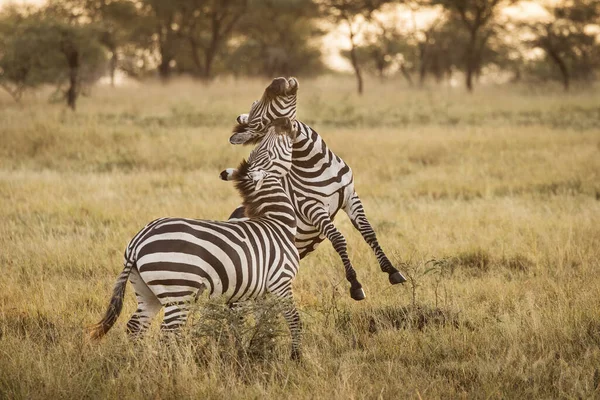 Two Zebra Playing Serengeti National Park Tanzania Safari — Stock Photo, Image