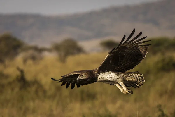 在坦桑尼亚塞伦盖蒂国家公园的狩猎活动中飞行的年轻鹰 — 图库照片