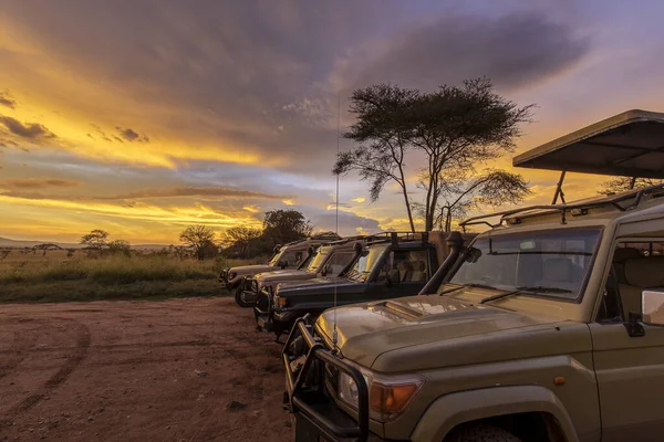 Groupe Voitures Safari Coucher Soleil Dans Parc National Serengeti Tanzanie — Photo