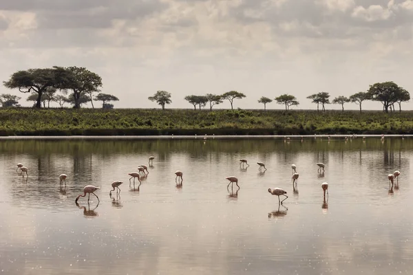 Flamingo Lake Safari Serengeti National Park Tanzania — Stock Photo, Image