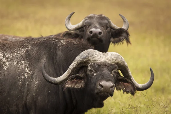 Buffalo Durante Safári Parque Nacional Ngorongoro Tanzânia — Fotografia de Stock