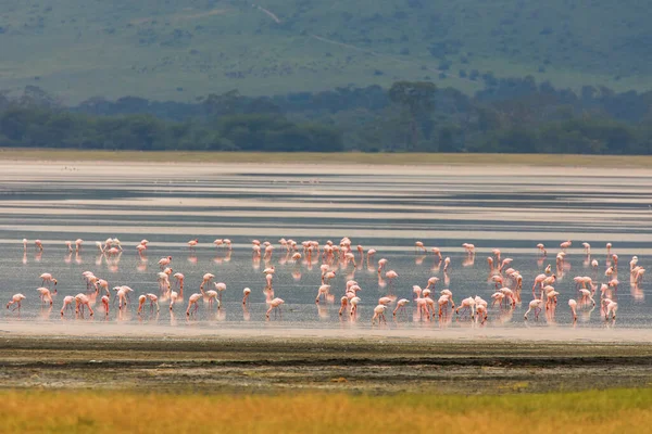 Group Flamingo Birds Safari Ngorongoro National Park Tanzania — Stock Photo, Image