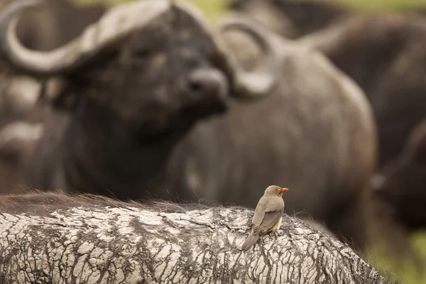 Buffalo Durante Safari Parque Nacional Ngorongoro Tanzania — Foto de Stock