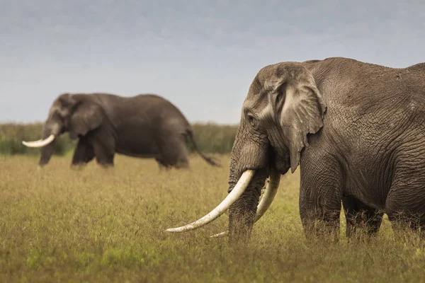 坦桑尼亚恩戈龙戈罗国家公园的狩猎活动中 草原上的大象 — 图库照片