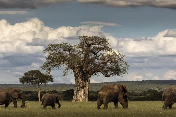 Familia Elefantes Caminando Safari Parque Nacional Tarangire Tanzania Con Baobab — Foto de Stock