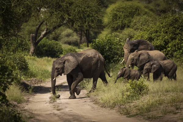 Rodzinne Słonie Spacerujące Safari Parku Narodowym Tarangire Tanzania Pełne Roślinności — Zdjęcie stockowe